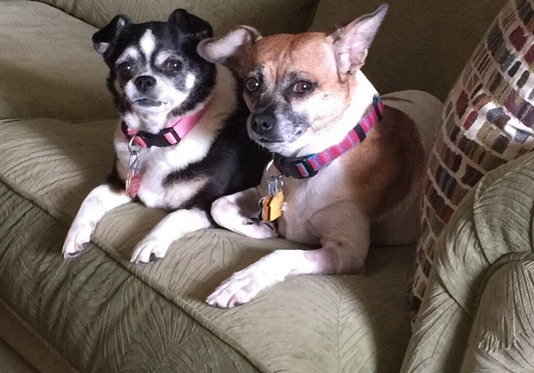 two small dogs sitting next to each other on the couch