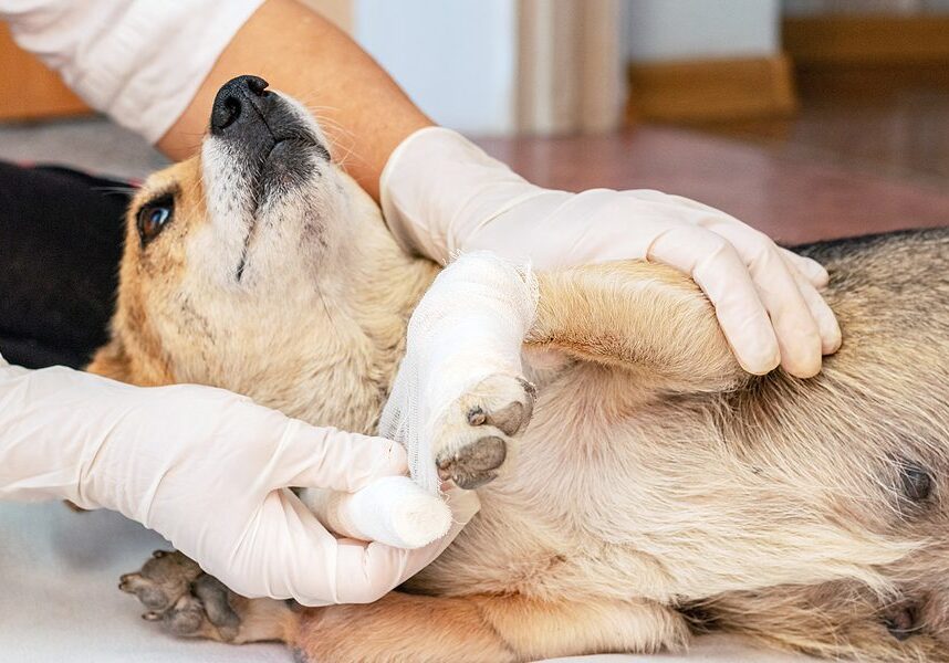 dog having his paws looked at by the veterinarian