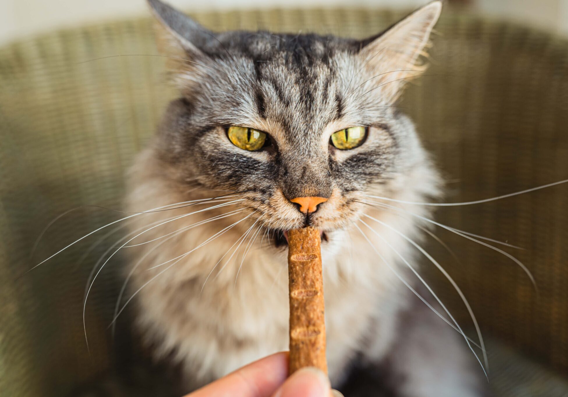cat eating a treat