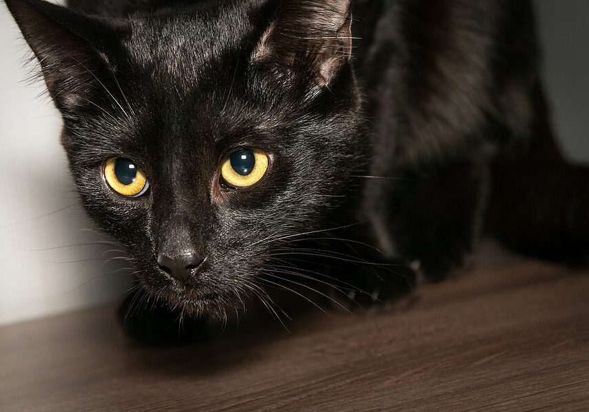 black cat with yellow eyes