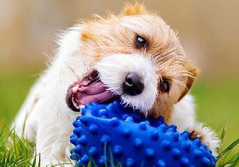 dog outside on the grass and chewing on a blue toy
