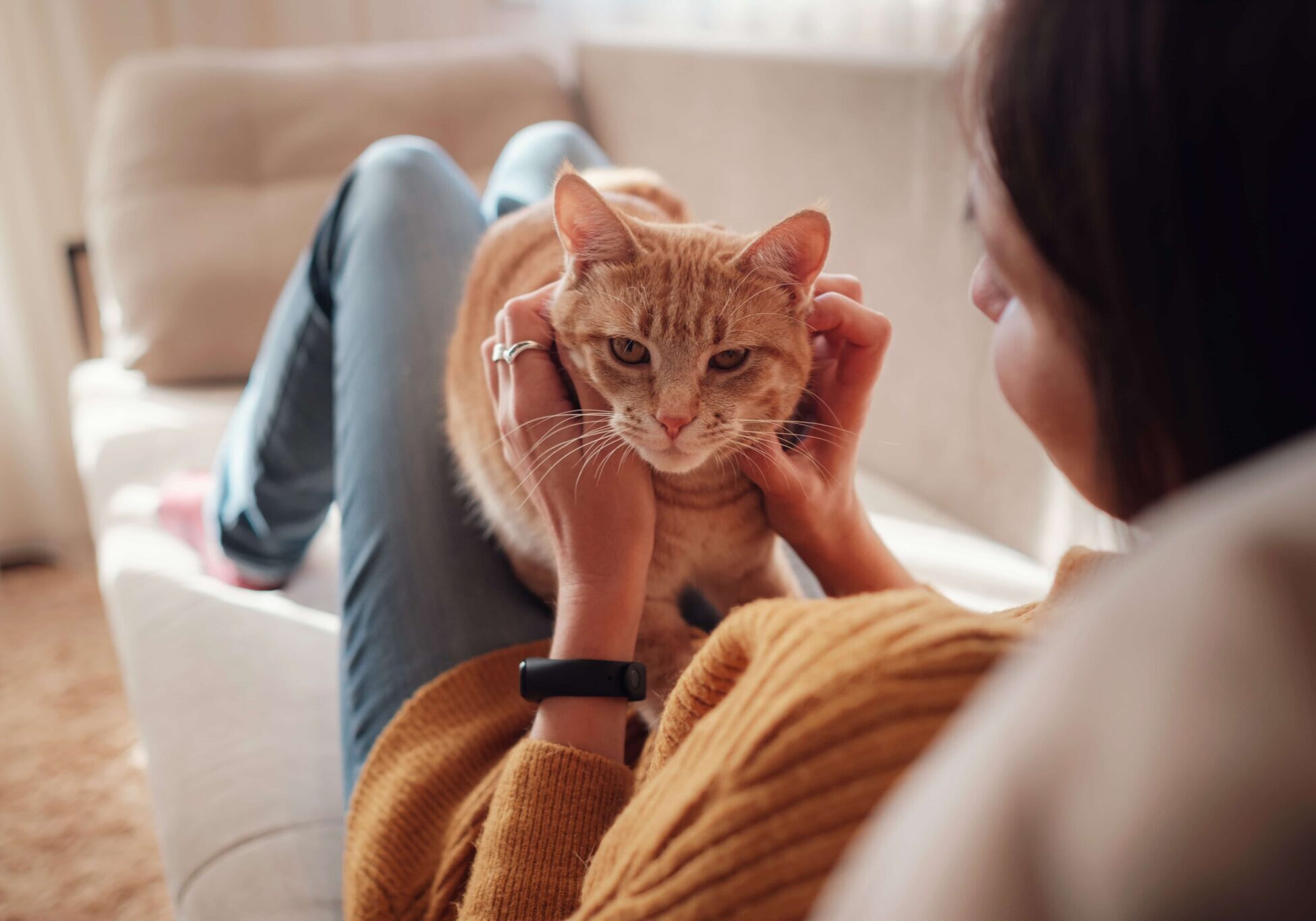 cat on her owners lap getting her ears rubbed