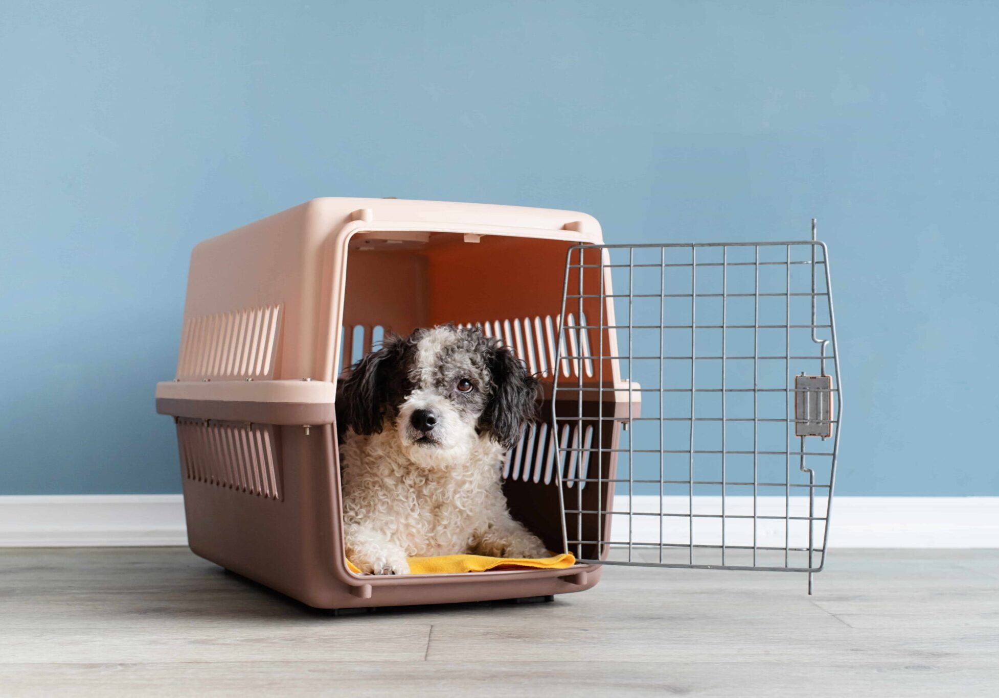 white and black dog laying down in their carrier