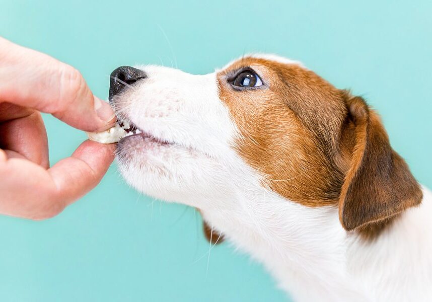 dog being given a treat