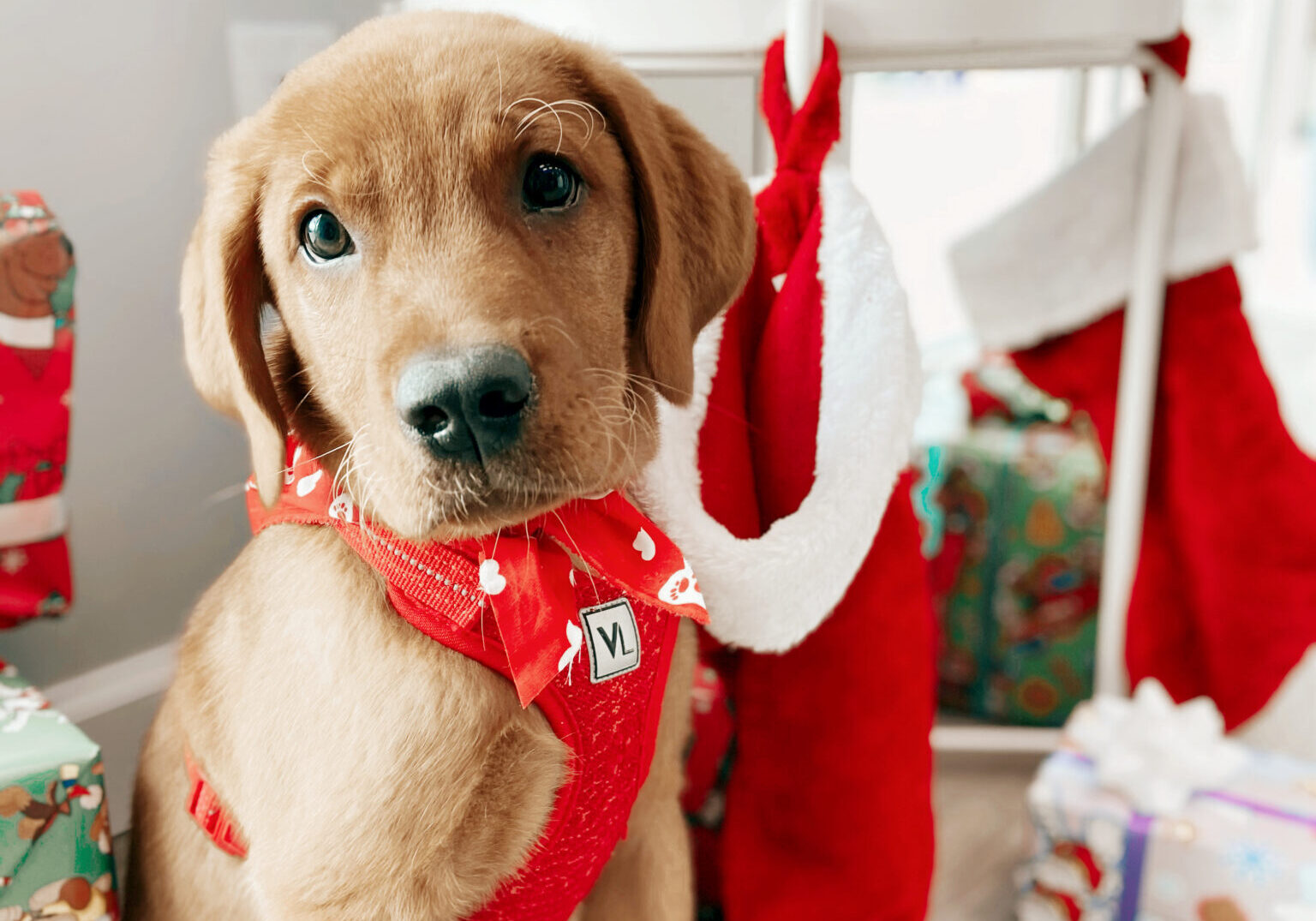 dog dressed up sitting next to a christmas stocking