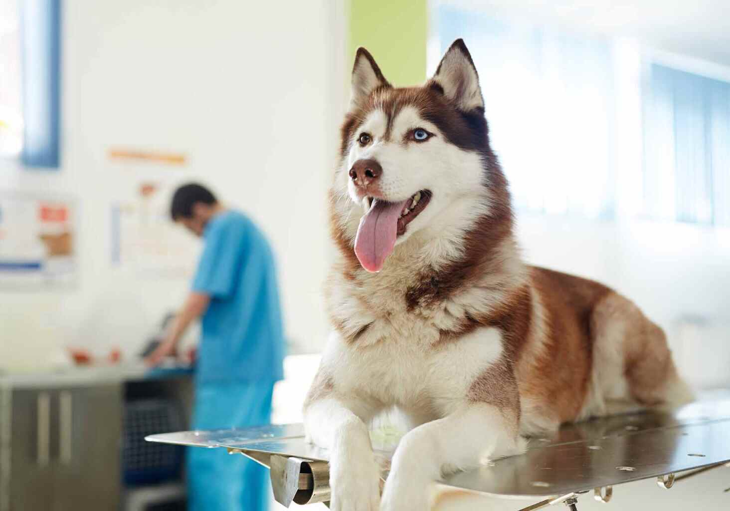 dog in the exam room at the animal hospital