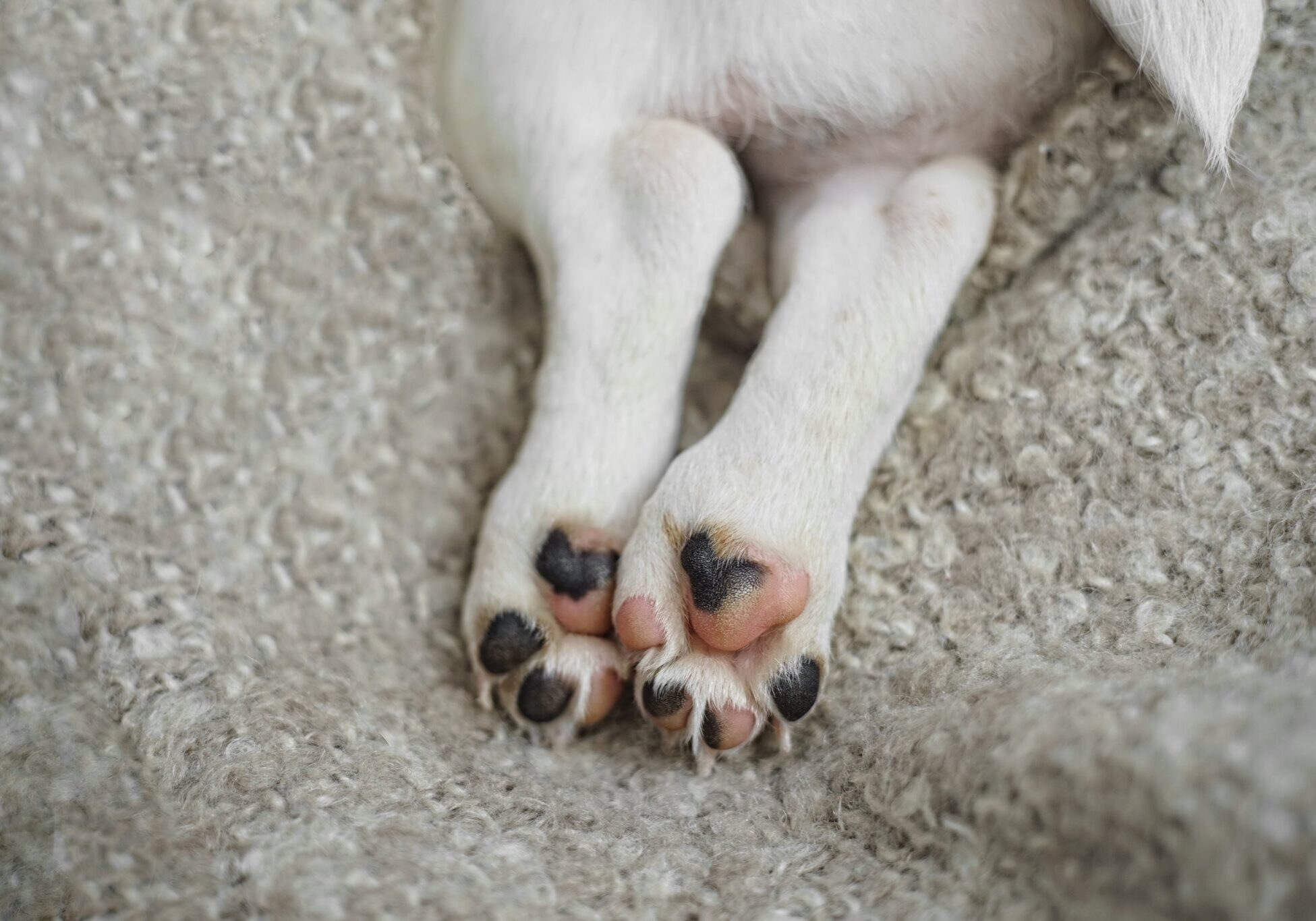 white dog laying on their stomach with their back legs sticking straight back