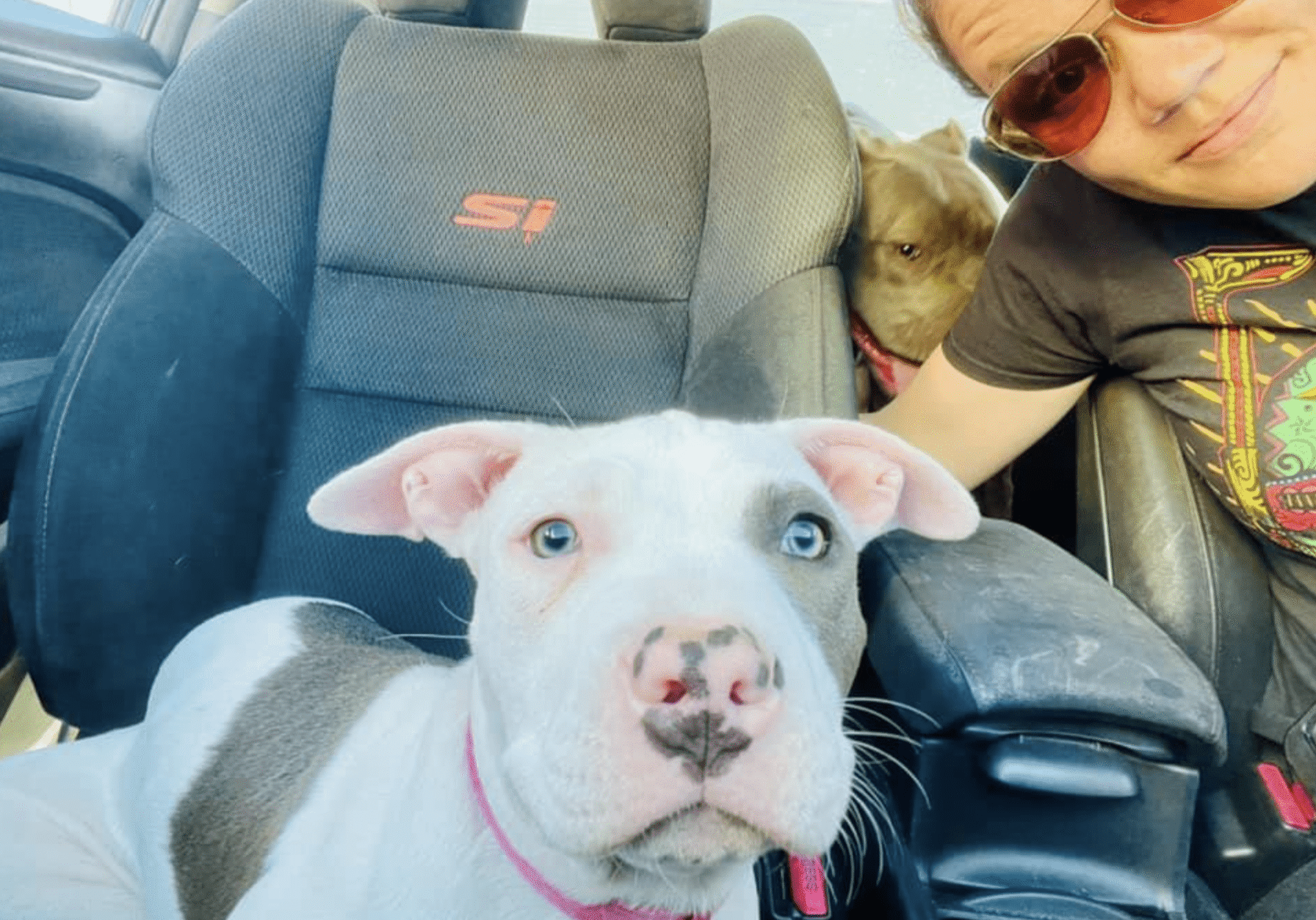 two dogs in the car with their owner wearing sunglasses