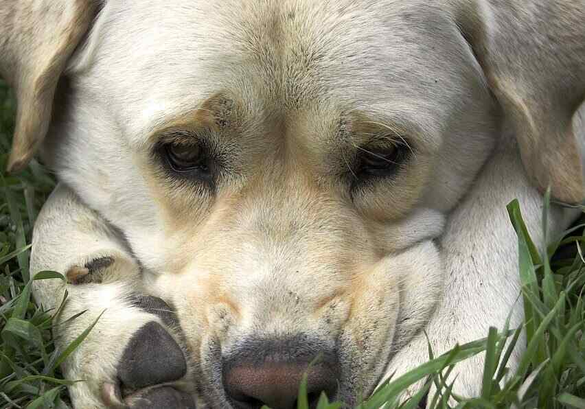dog laying down in the grass outside