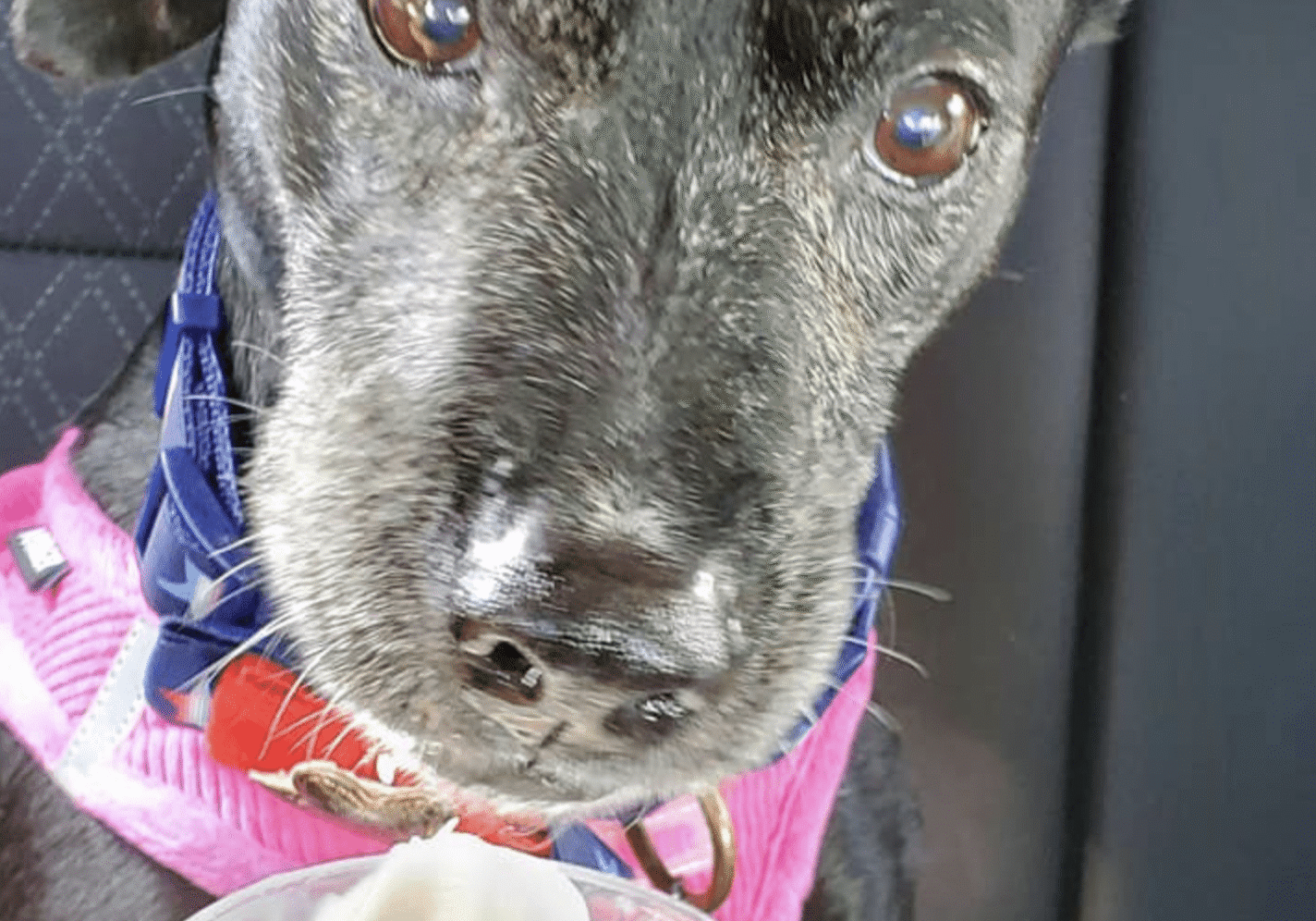 grey dog enjoying a pup cup in the car