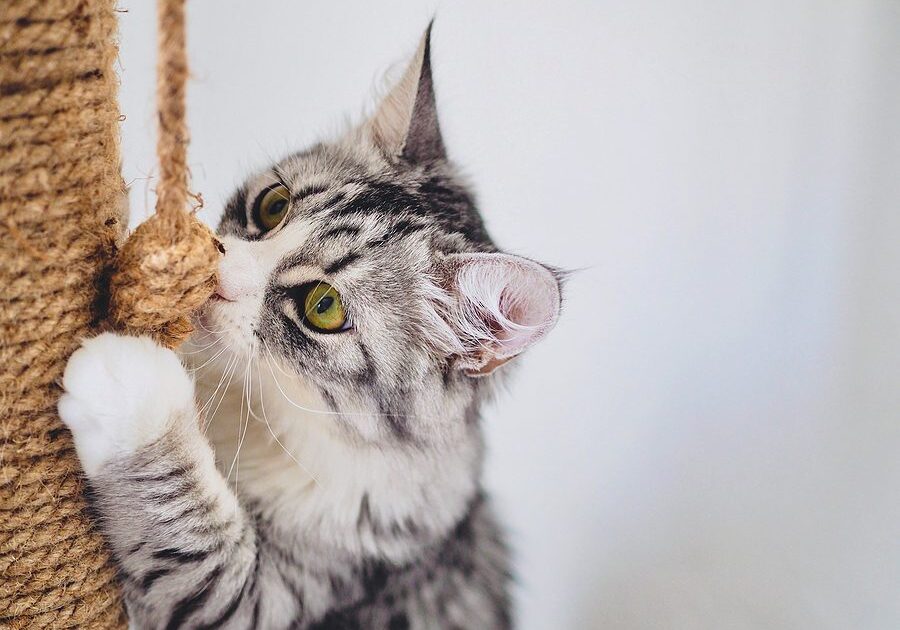 kitten playing with a rope toy