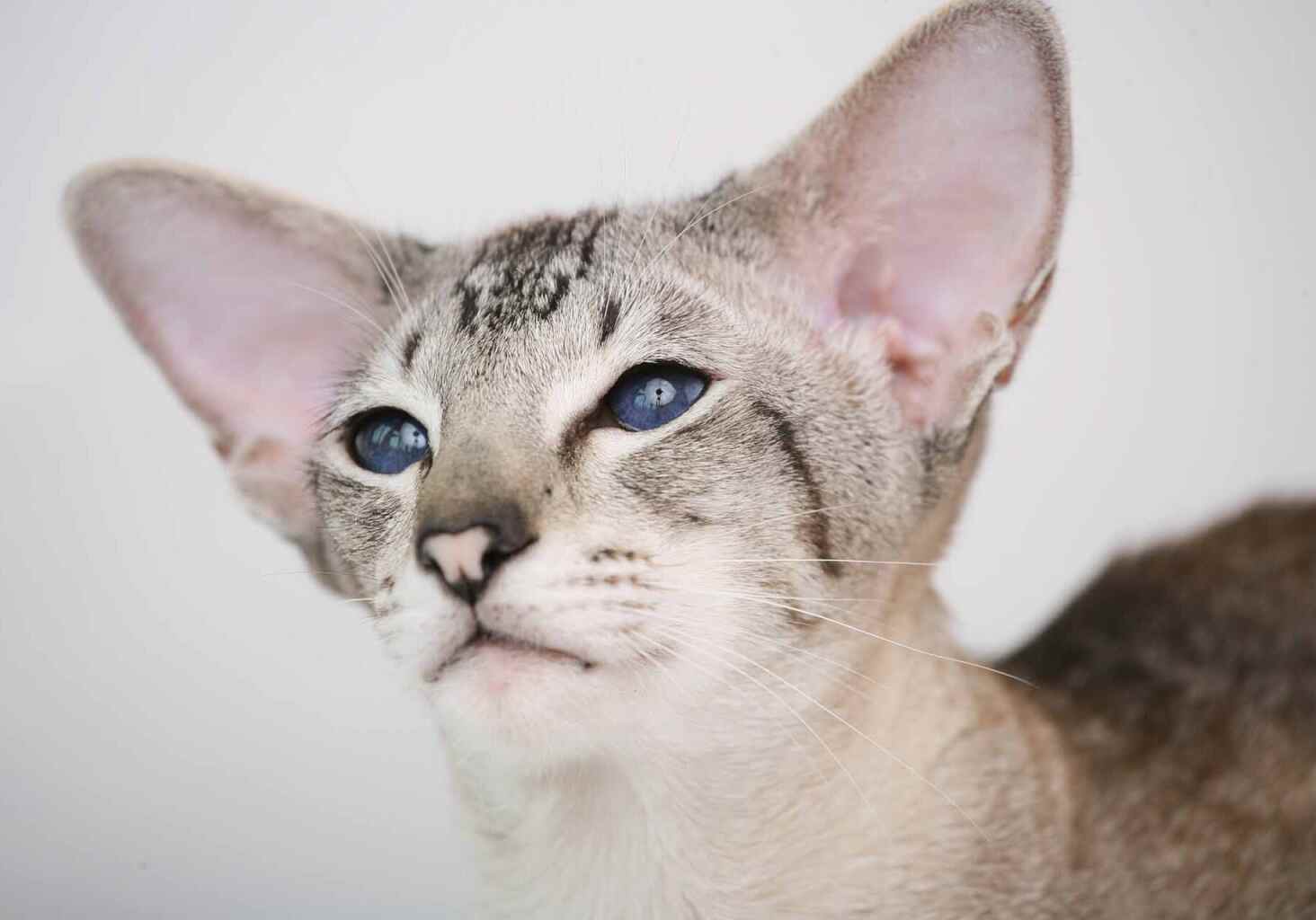 light grey cat with blue eyes