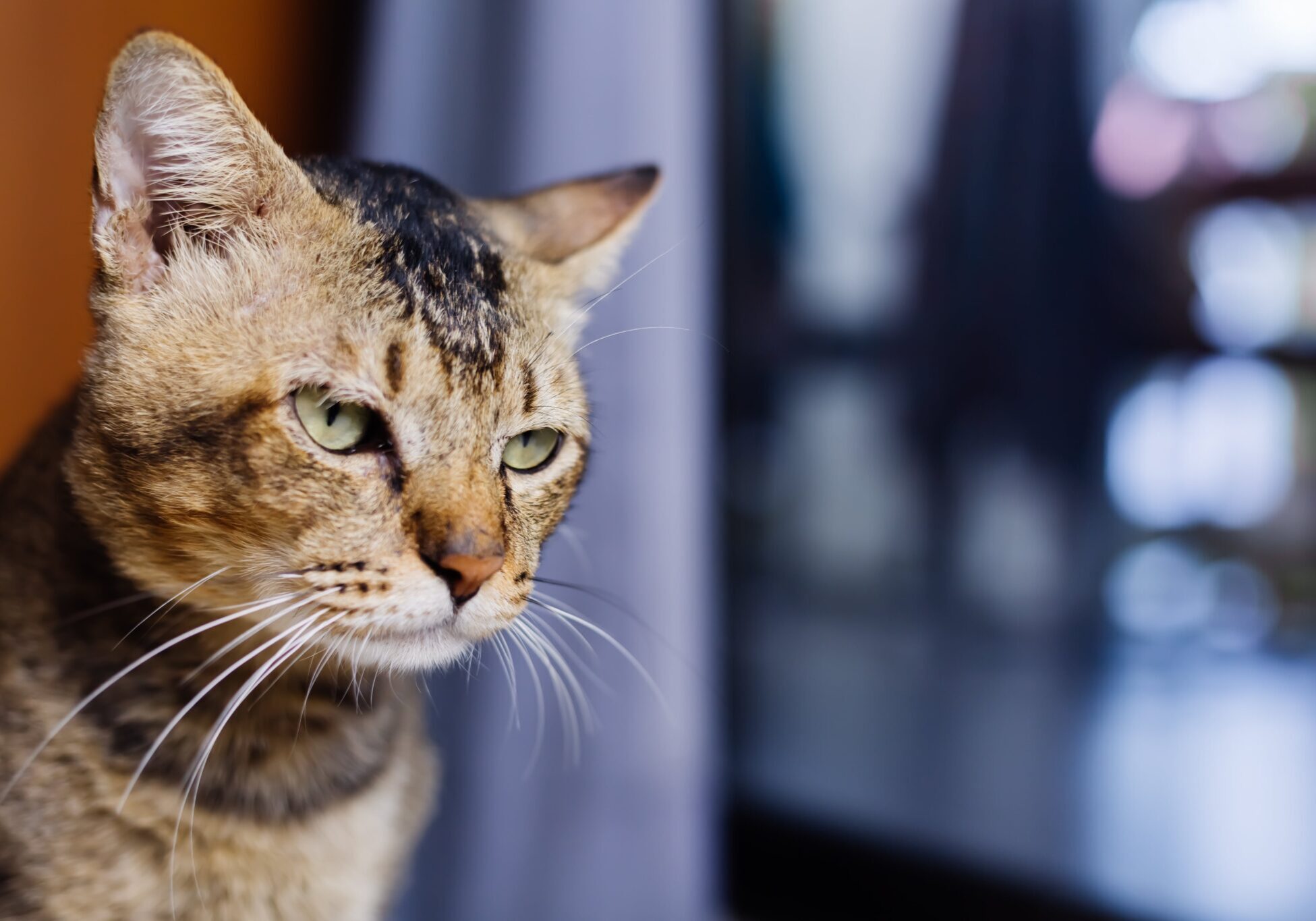 light brown cat with green eyes