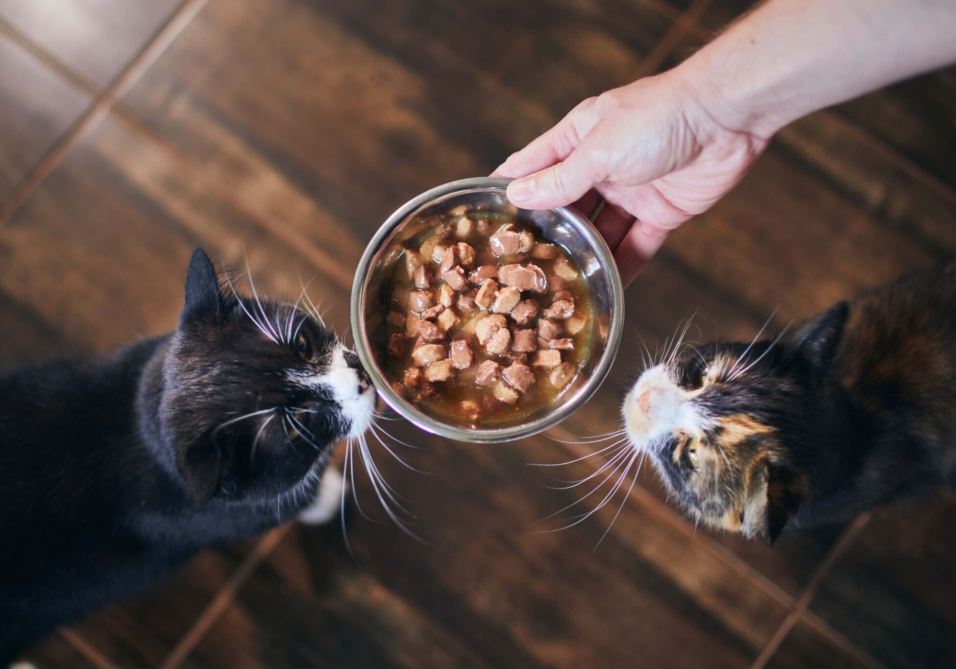 kittens getting a bowl of food