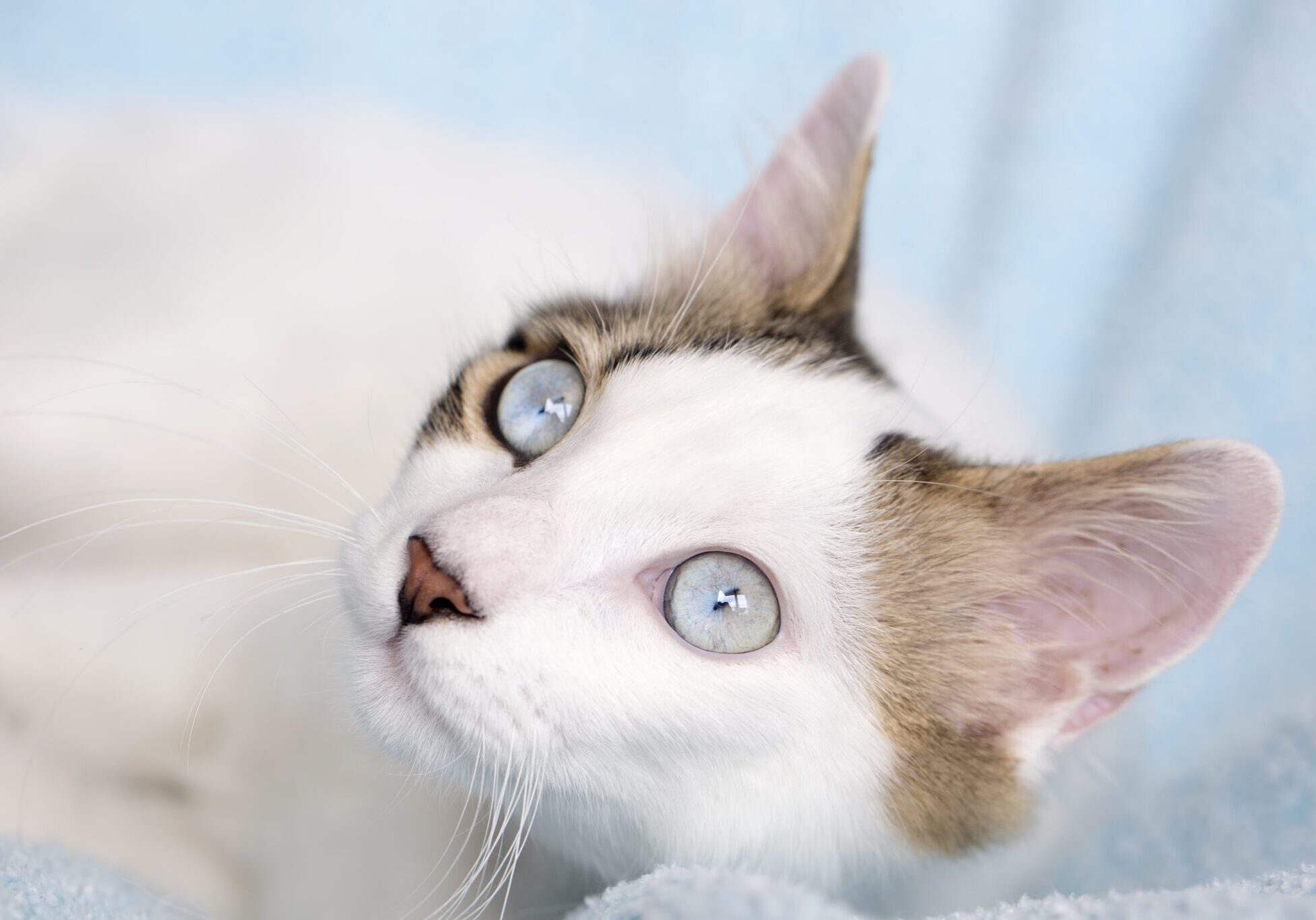 white cat with light blue eyes looking up