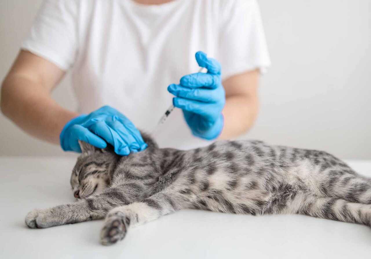 grey cat getting a vaccination from the veterinarian
