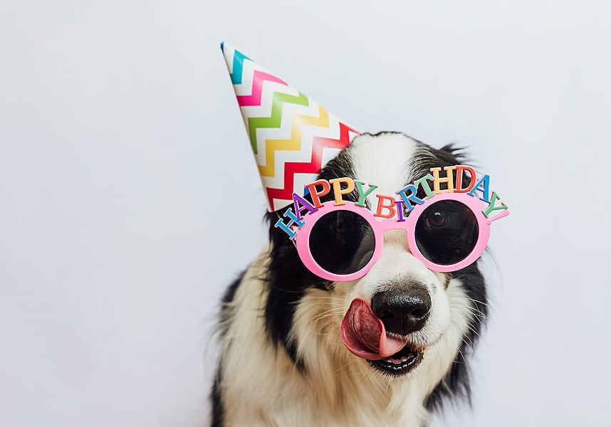 dog wearing a party hat and glasses that say happy birthday