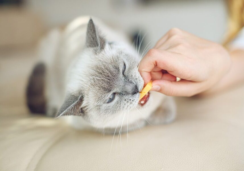 grey cat being given a treat