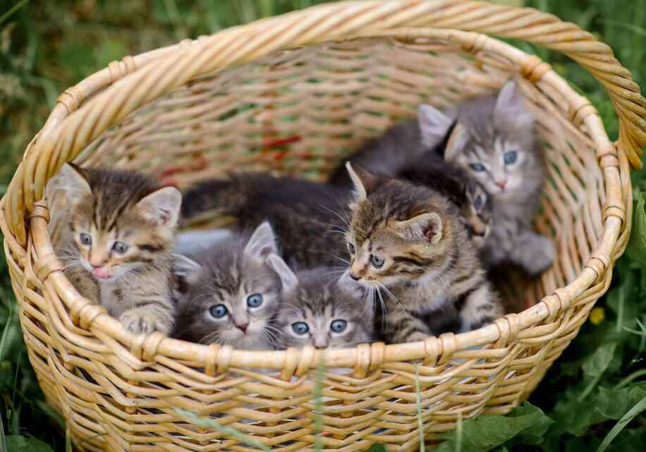 basket with six grey kittens in it