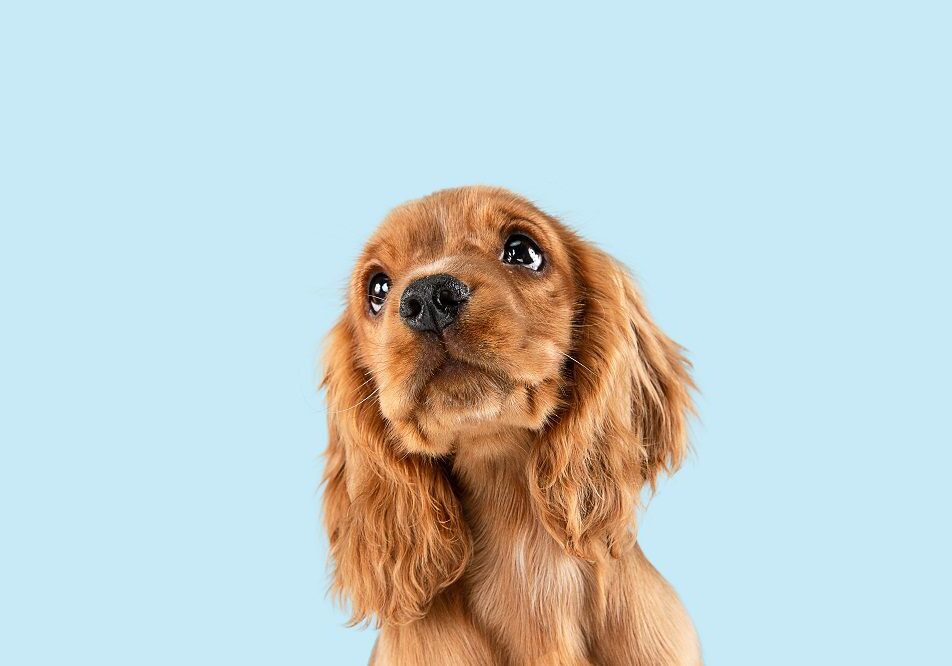 brown dog looking down on a light blue background