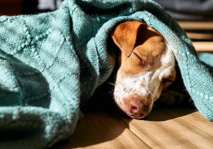 dog sleeping under a dark green blanket