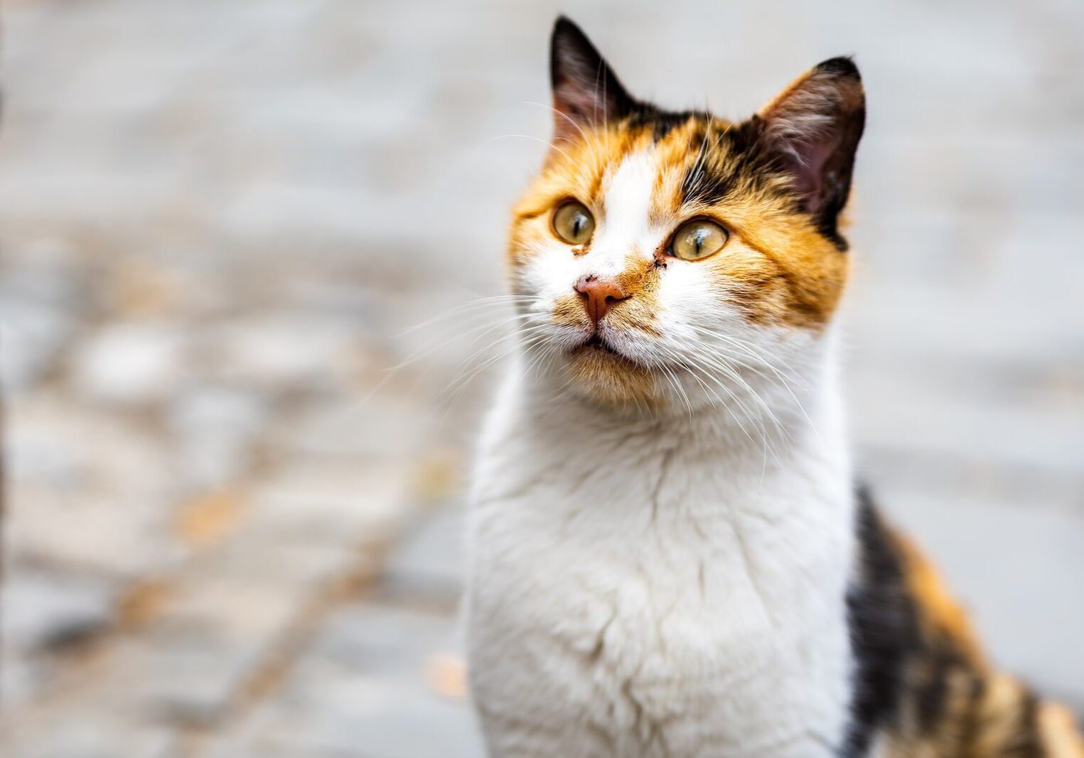 white and tan cat sitting outside in the sunshine