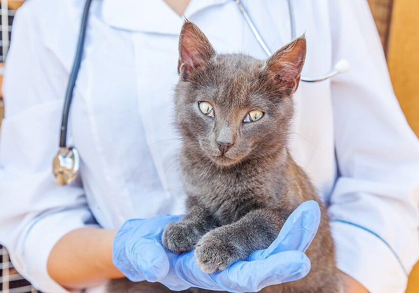 grey cat being held by the veterinarian