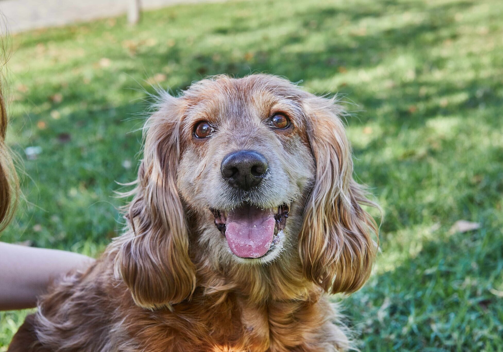 light brown dog with floppy ears sitting on the grass