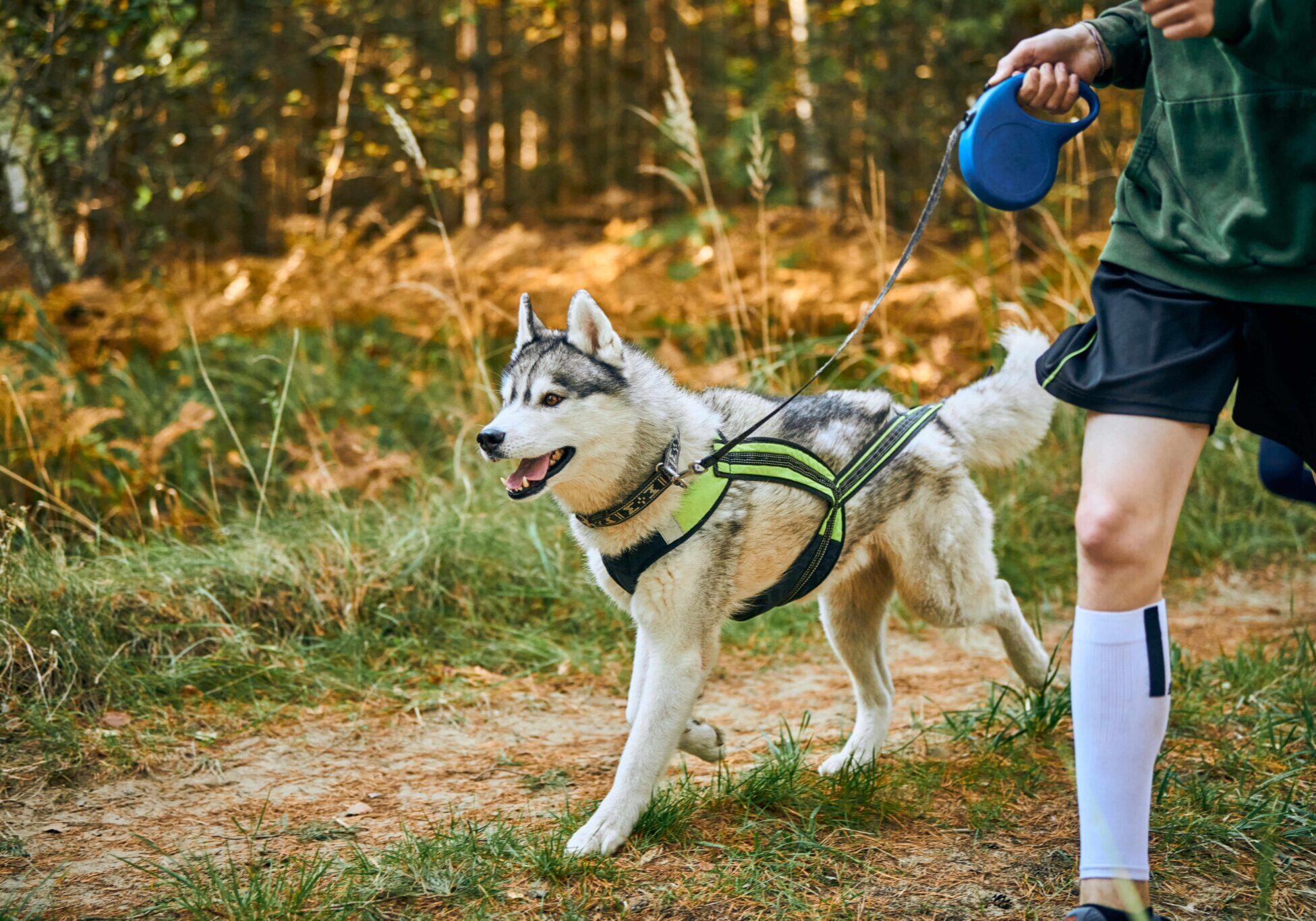 dog on a walk with their owner