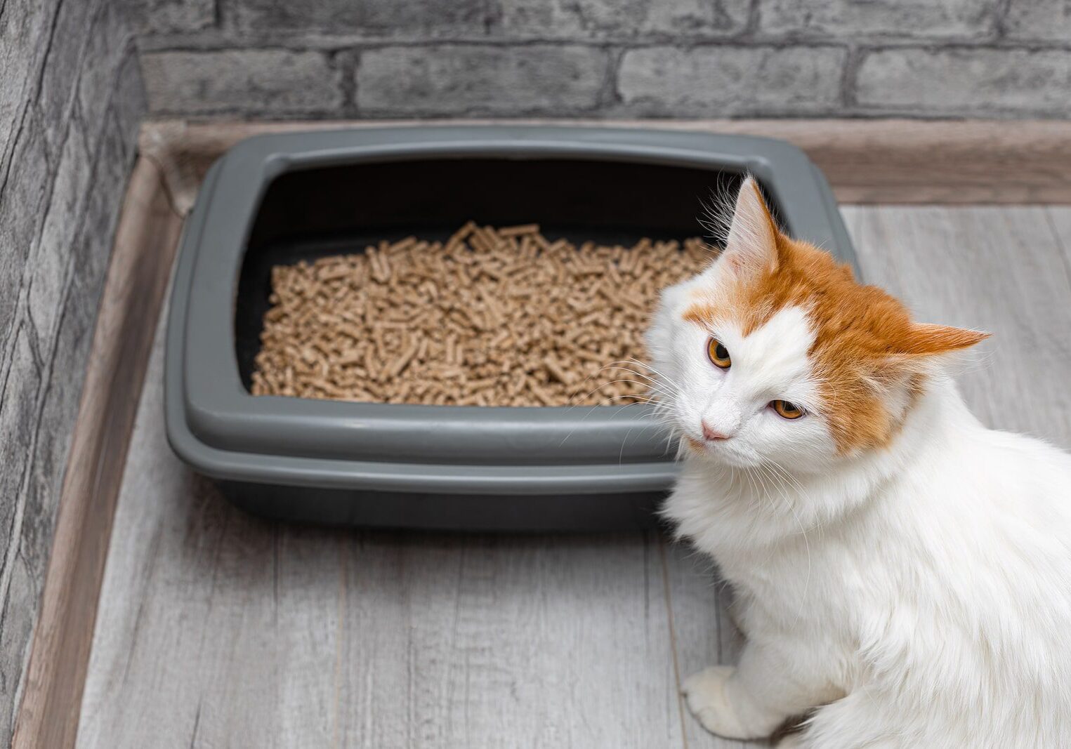 white cat sitting next to the litterbox