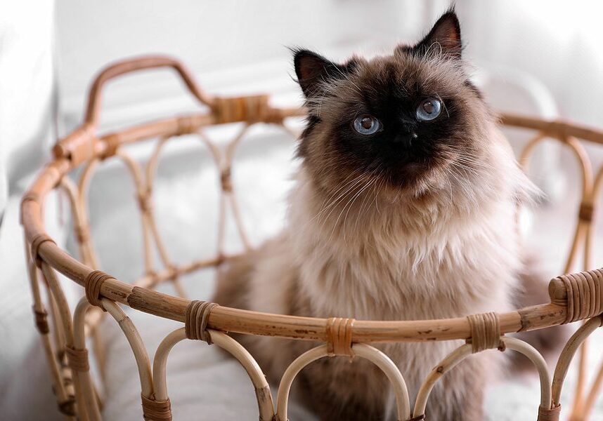 cat with blue eyes sitting in a basket