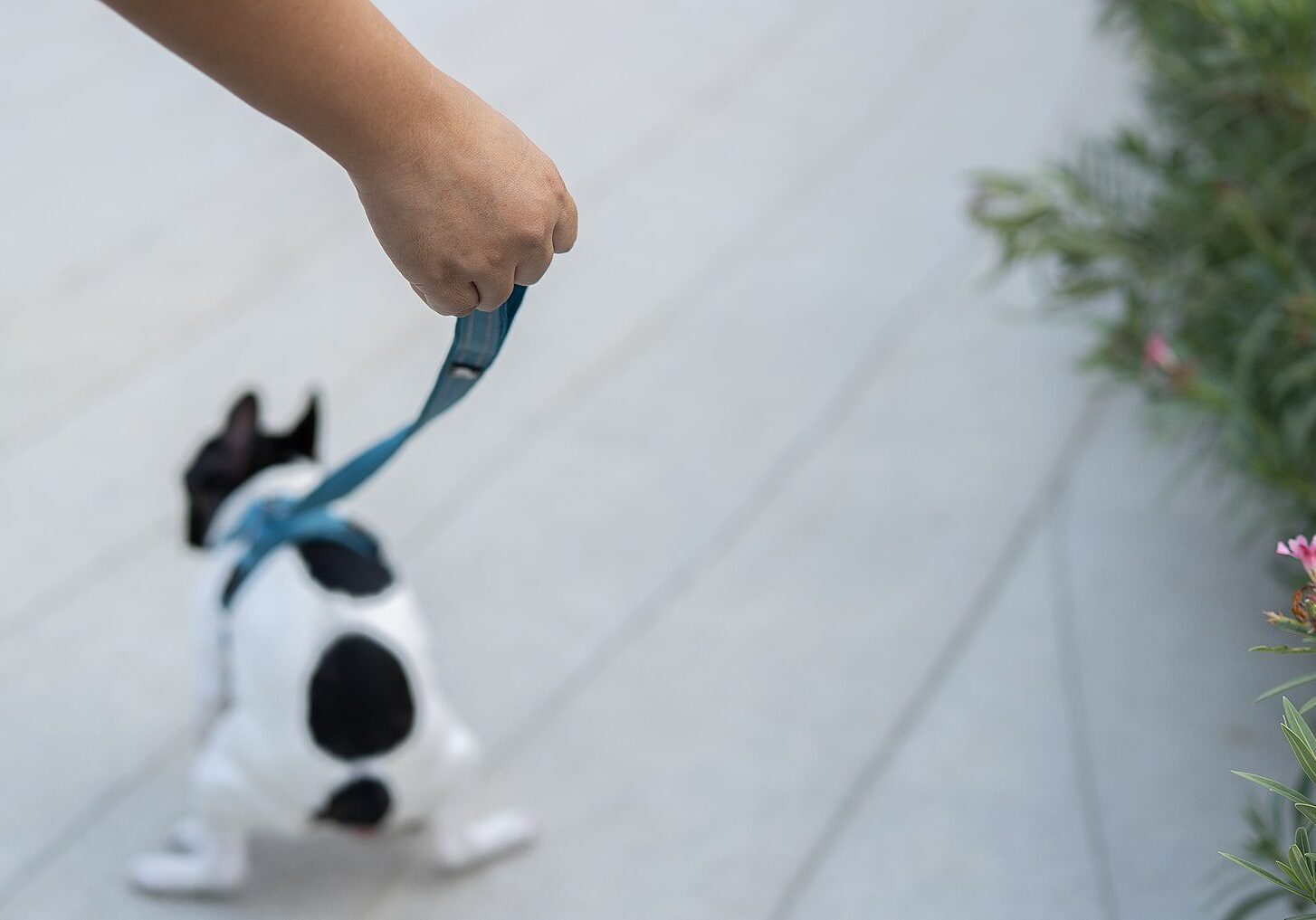 dog going to the bathroom while on a walk
