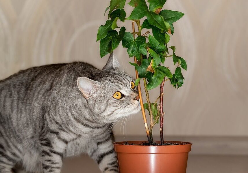 grey cat with yellow eyes smelling a small plant