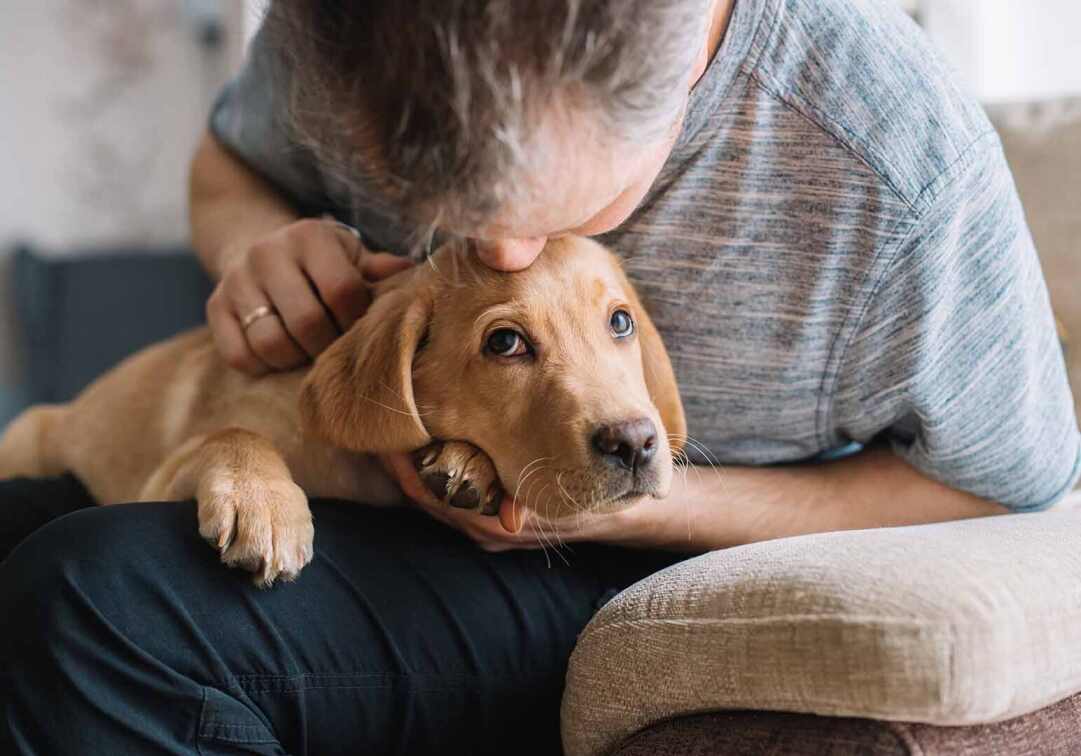 dog on her owners lap and getting loved on