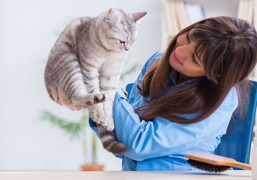 cat being checked out by the veterinarian