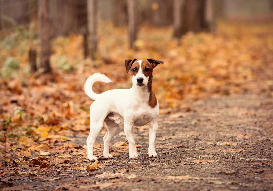 dog walking on a trail in the woods during fall
