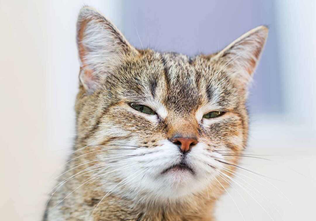 cat with green eyes looking at the camera