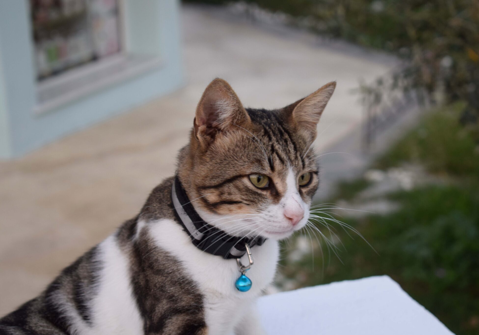 brown and white cat sitting outside