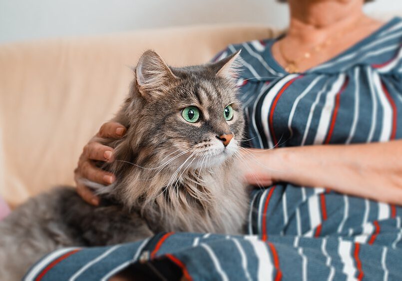 grey cat with green eyes sitting on their owners lap