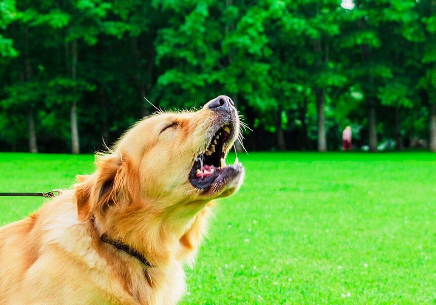 dog barking outside while on a walk