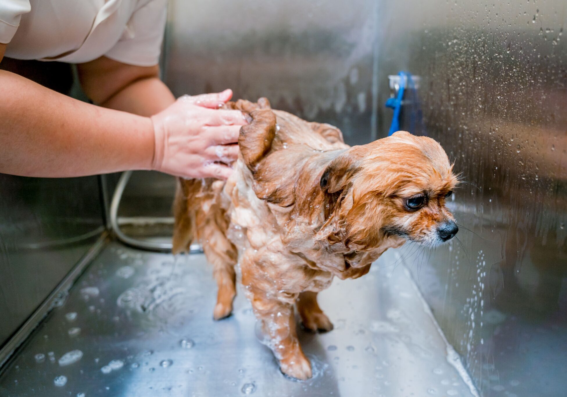 small dog getting a bath in the tub