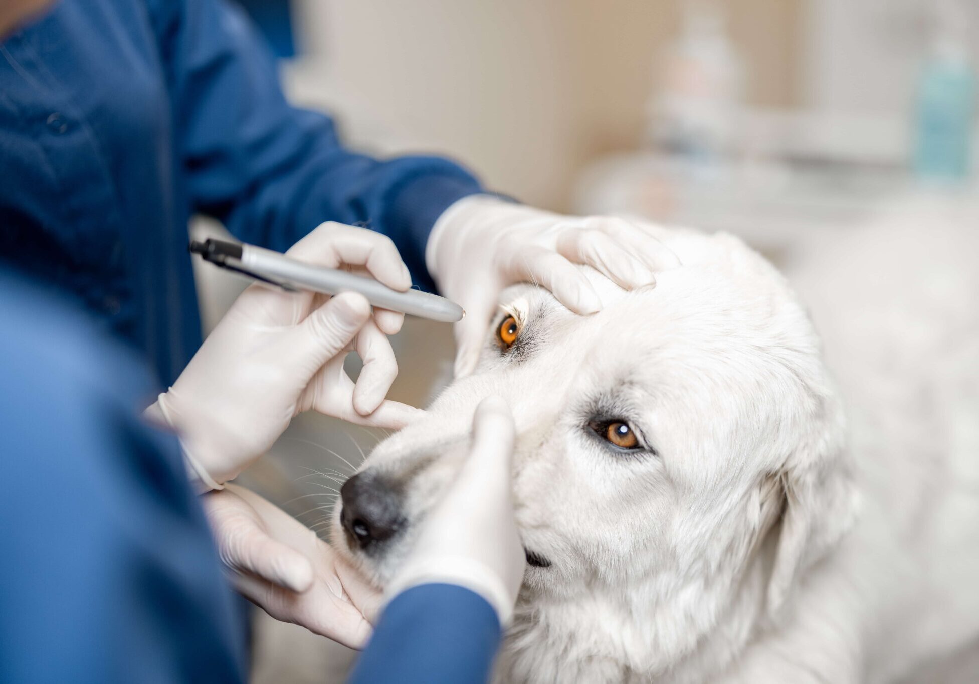 veterinarian looking at a dogs eyes