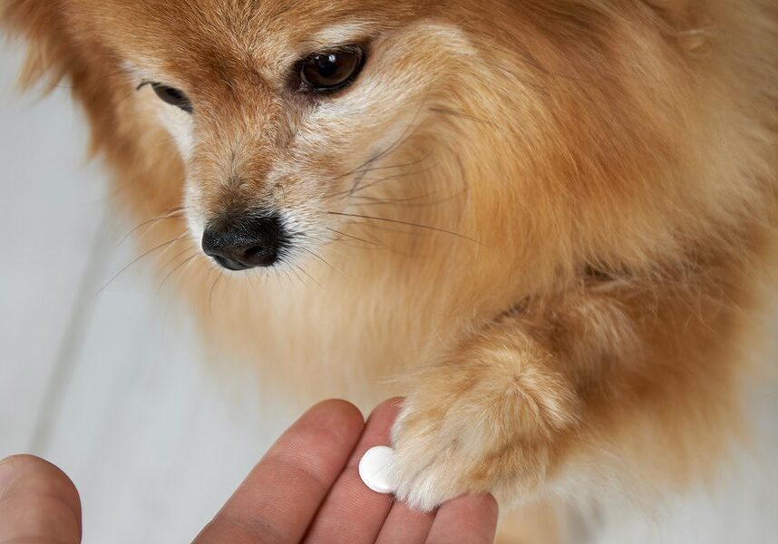 dog being given their medicine