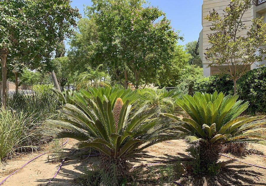 green trees outside