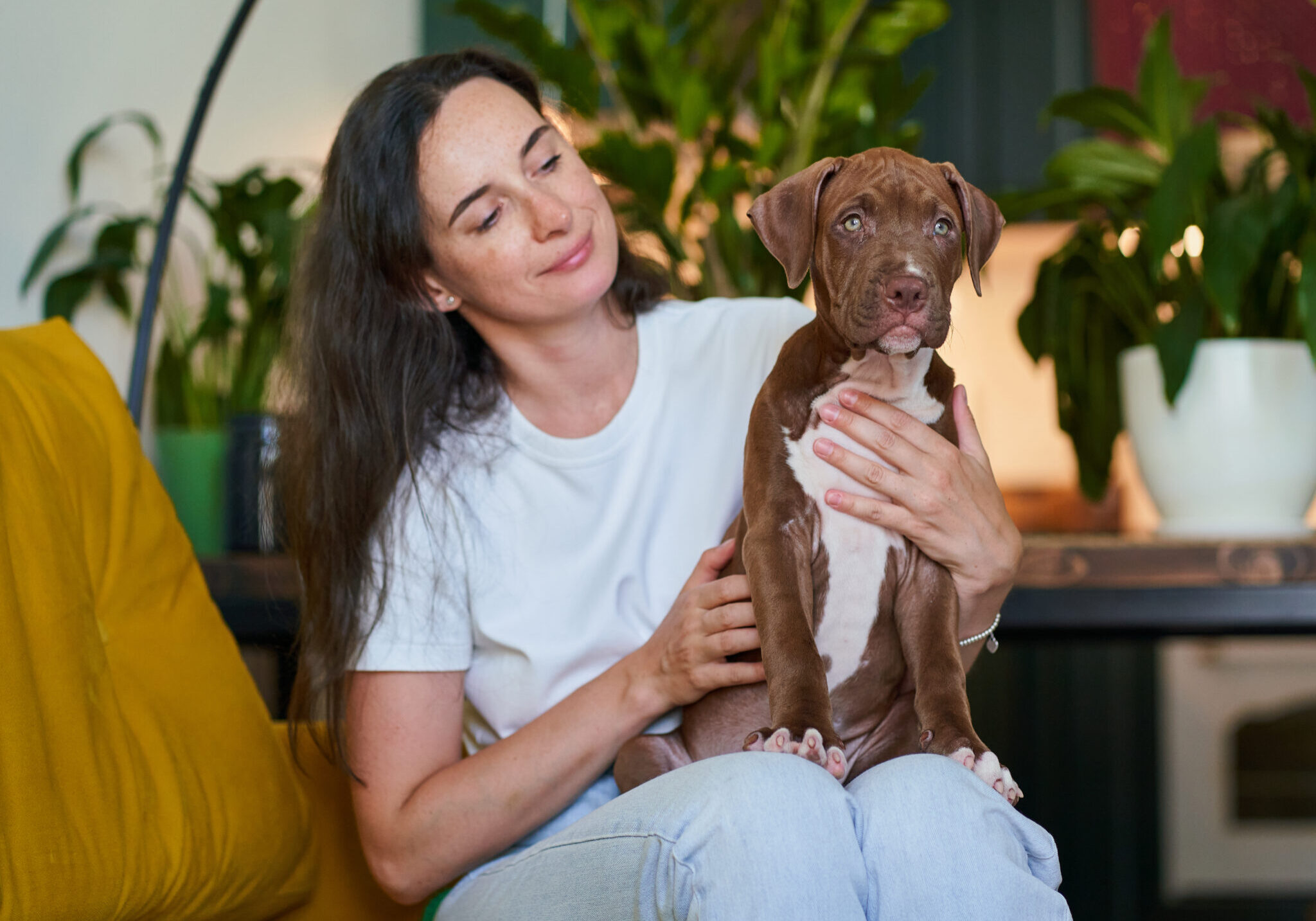 brown and white puppy sitting on a womans lap