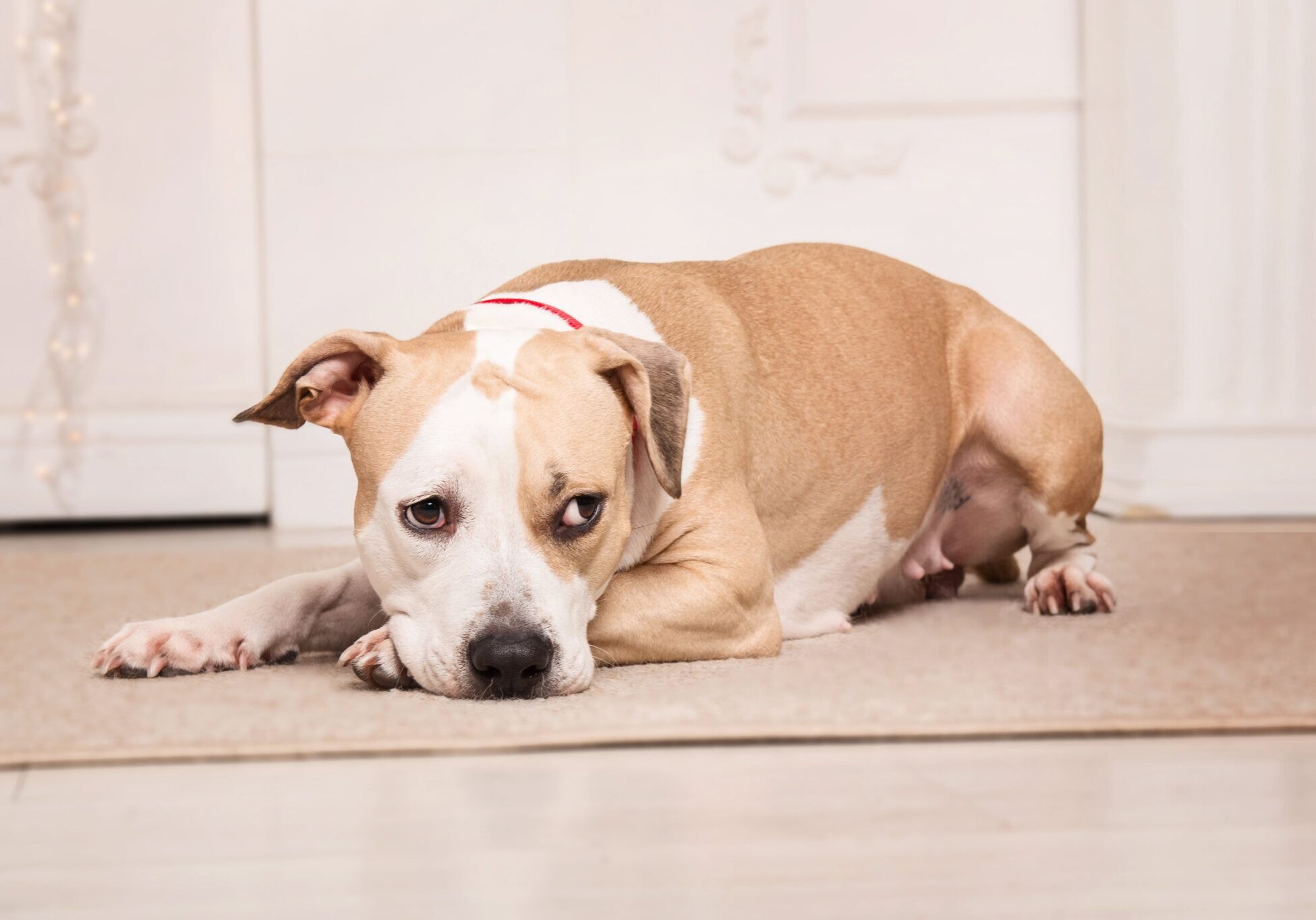 dog laying down on a throw rug