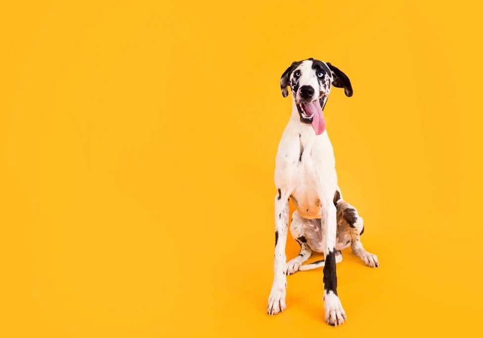 white and black dog sitting with a yellow background