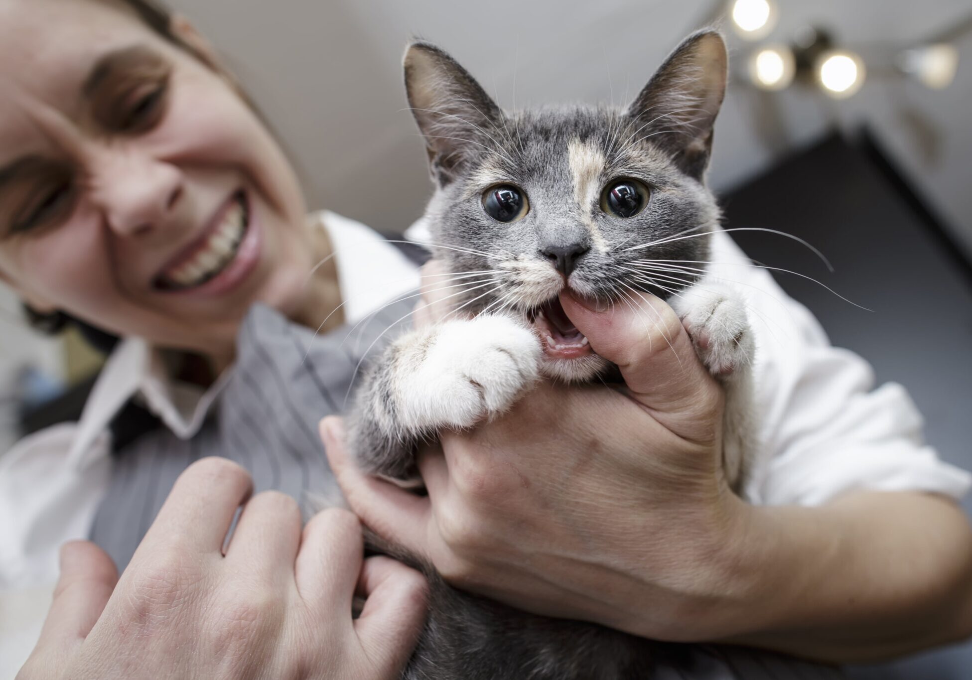 grey and white cat being held by their owner