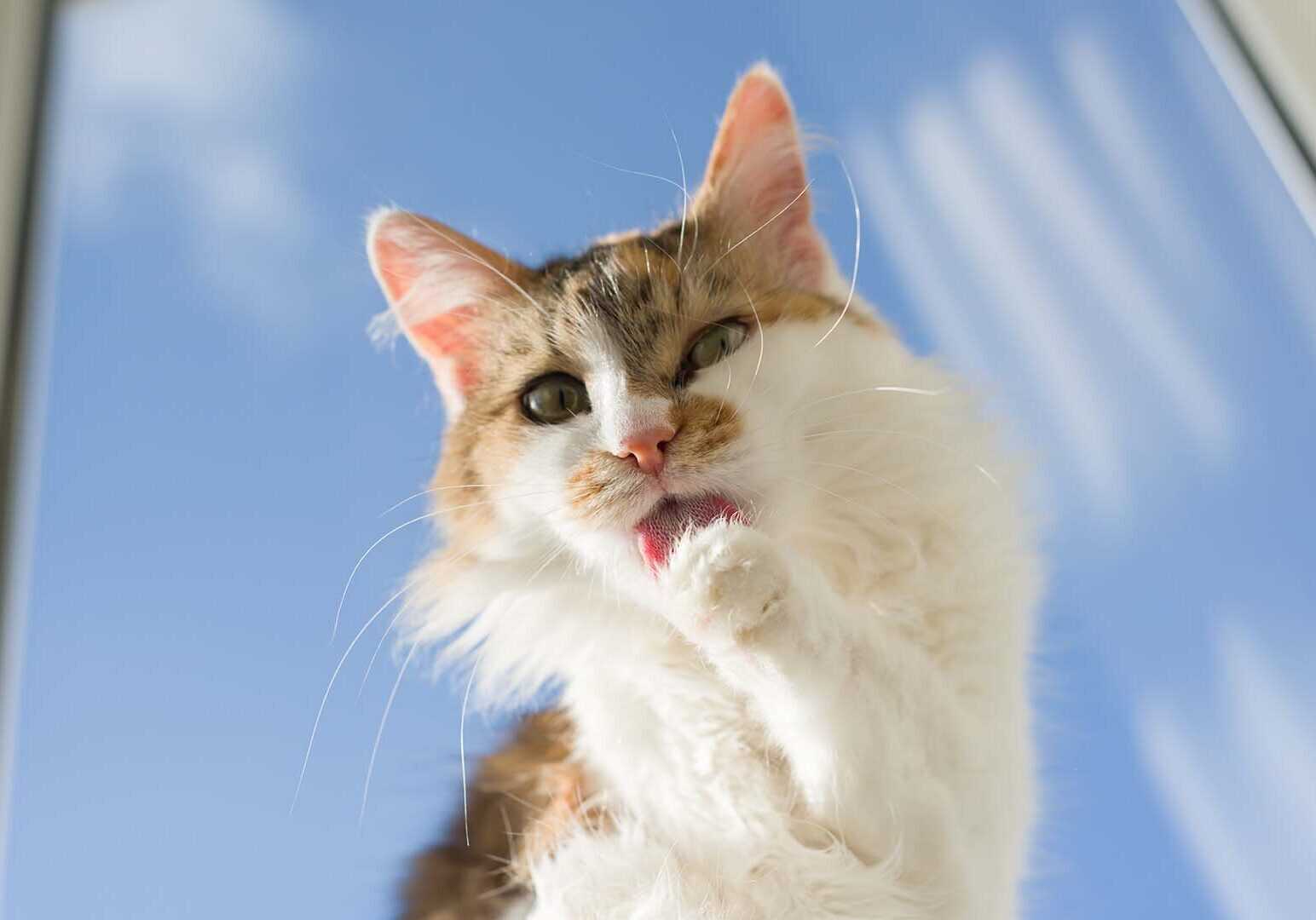 white cat licking her paw