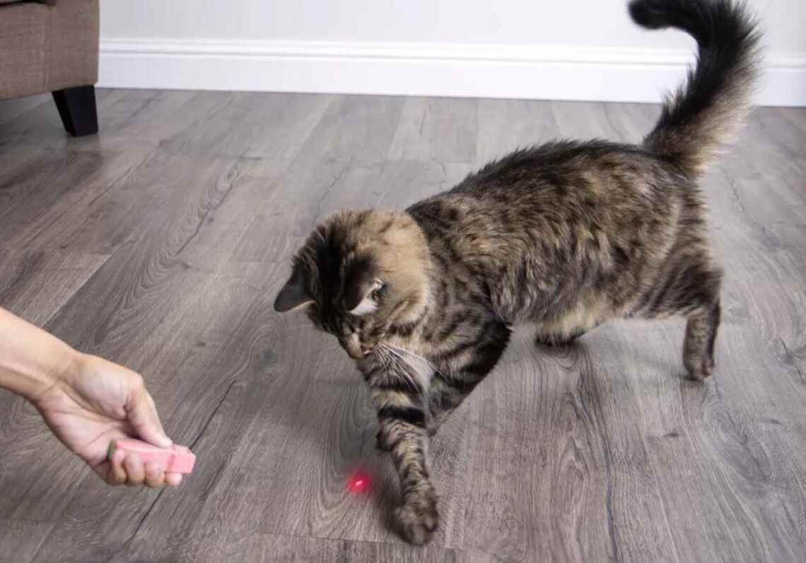 cat playing with laser light